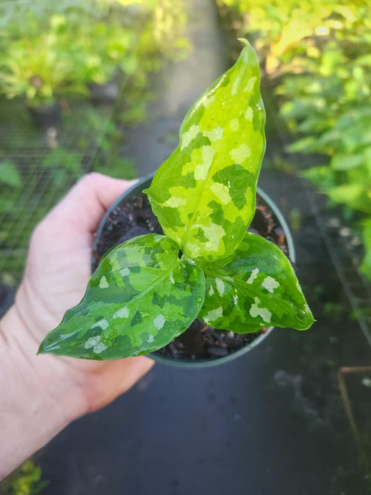 Aglaonema Pictum Tricolor - Live Plant - Outdoor Grown - Tropical Houseplant - Aglaonema Pictum