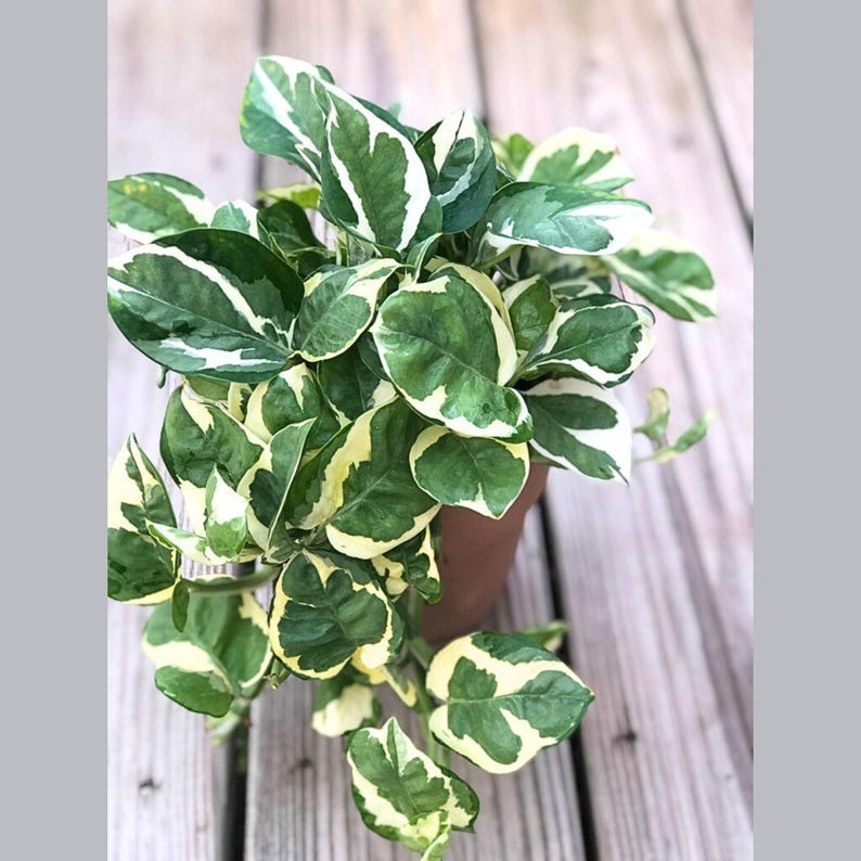 N'Joy Pothos in 4" Pot | White Variegated Houseplant | Epipremnum aureum 'N'Joy' | Low Light Indoor Air Purifier