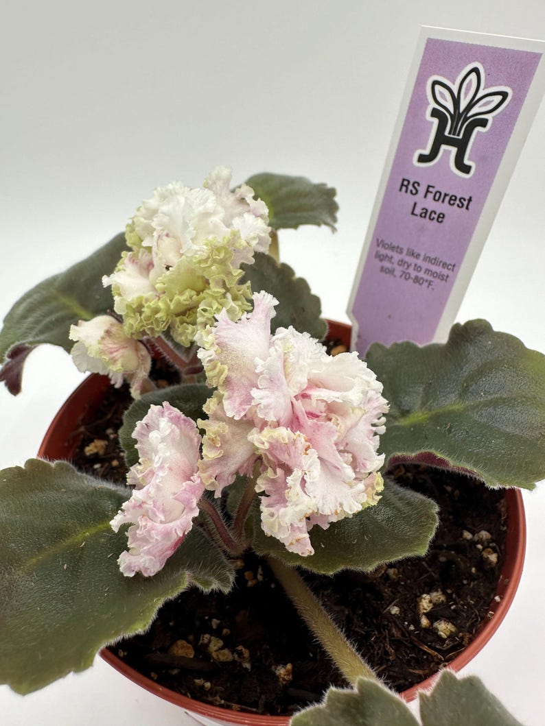 Live African Violet Plant 4" - RS Forest Lace - Blooming Indoor Houseplant - Saintpaulia