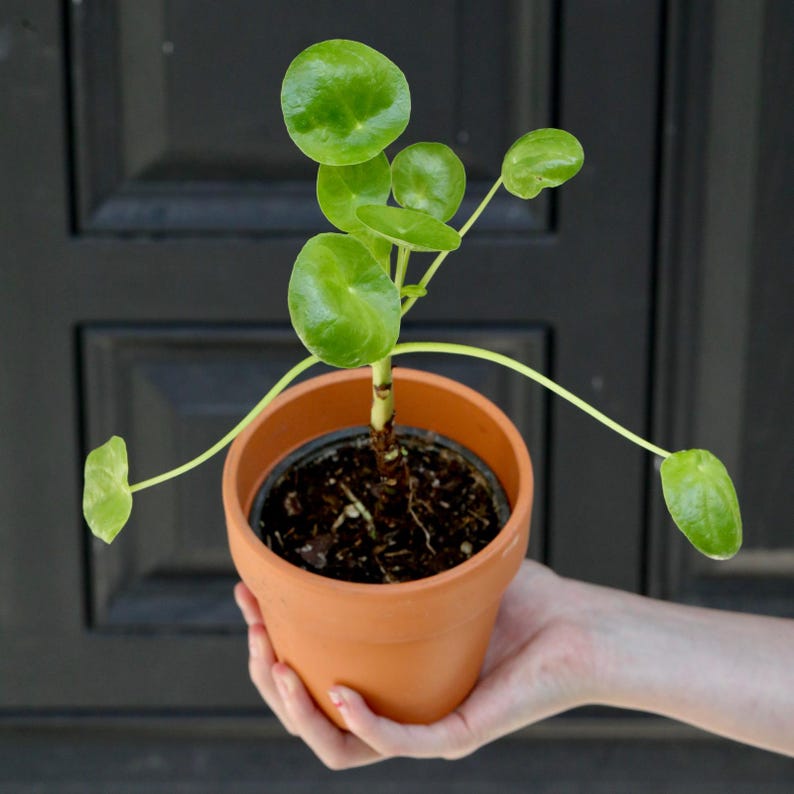 Chinese Money Plant 3" Pot Pilea Peperomioides Indoor Live Plant Easy Care Air Purifier Gift Houseplant