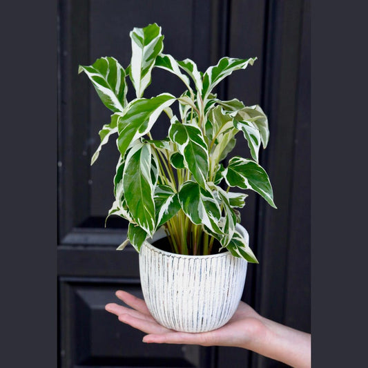 Calathea Fusion White 4" Pot | Variegated Indoor Houseplant | Calathea White Fusion | Easy Care Office Plant