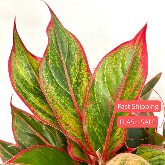Aglaonema Siam Red Plant 6" | Large Chinese Evergreen House Plant | Fully Rooted Aglaonema (Aglaonema commutatum)