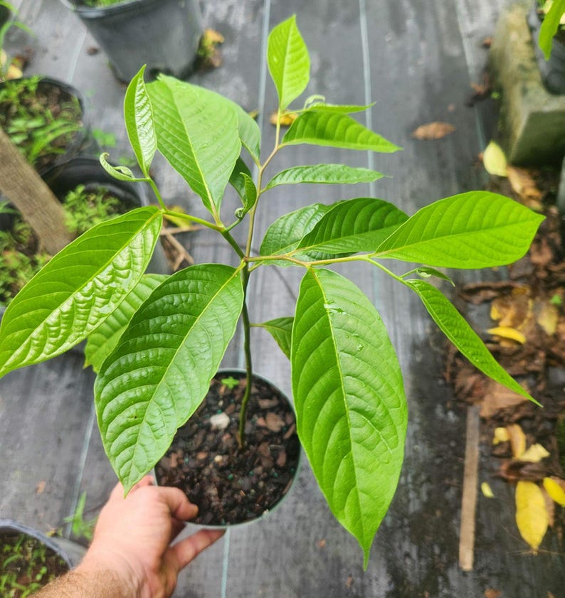 Ylang Ylang Live Plant - Cananga Odorata - Outdoor Grown - Minor Blemishes - Ideal for Gardens and Aromatherapy
