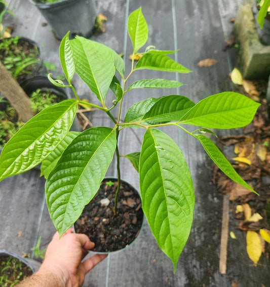 Ylang Ylang Live Plant - Cananga Odorata - Outdoor Grown - Minor Blemishes - Ideal for Gardens and Aromatherapy