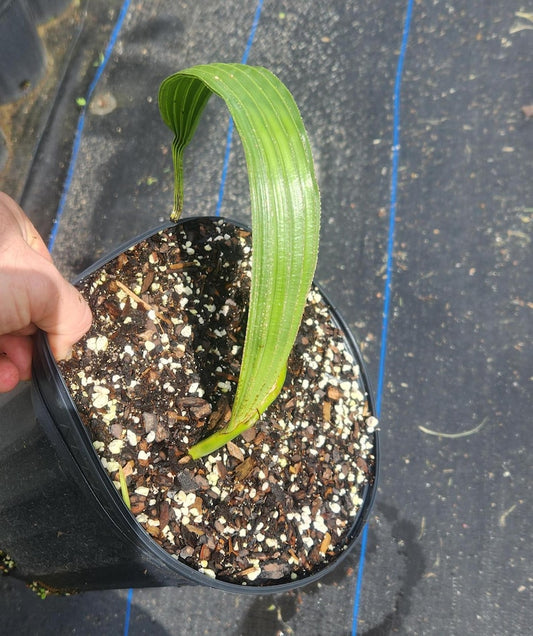African Palmyra Palm Live Plant - Borassus aethiopum - Outdoor Grown with Minor Blemishes - Hardy Tropical Plant