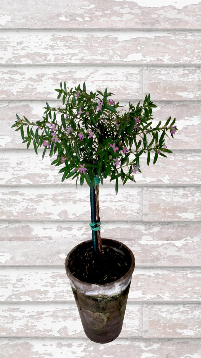 Live Plant - 4" Single Mexican Heather Topiary - Cuphea hyssopifolia - Handcrafted Pot - Bright Light Care