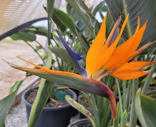 Bird of Paradise Starter Plant - Orange Variety - Strelitzia reginae - Rooted Plug for Home Garden, Indoor/Outdoor Use