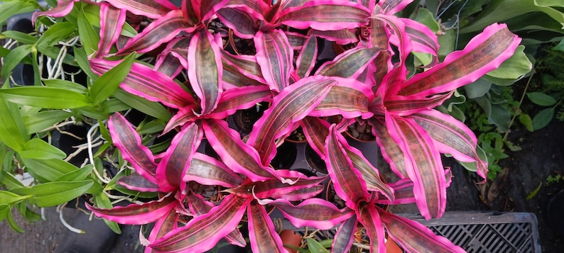 Bromeliad Plant 3" Pot Cryptanthus Red Baron 'Living Colors' Tropical Terrarium Garden Plant