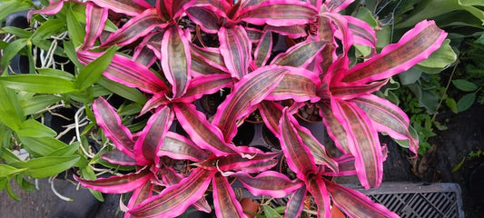 Bromeliad Plant 3" Pot Cryptanthus Red Baron 'Living Colors' Tropical Terrarium Garden Plant