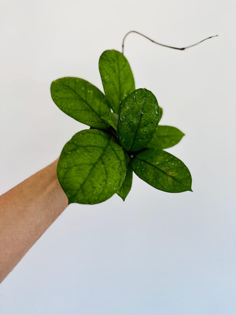 Hoya Fungii Live Plant in 3” or 4” Pot - Large Leaf Hoya - Beautiful Climbing Plant - Hoya carnosa var. fungii