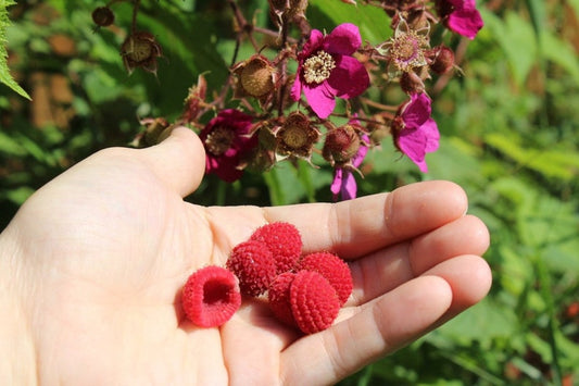 Thornless Purple Flowering Raspberry Starter Plant - Self-Pollinating, Rubus odoratus - Live Rooted Plant for Zones 4-7