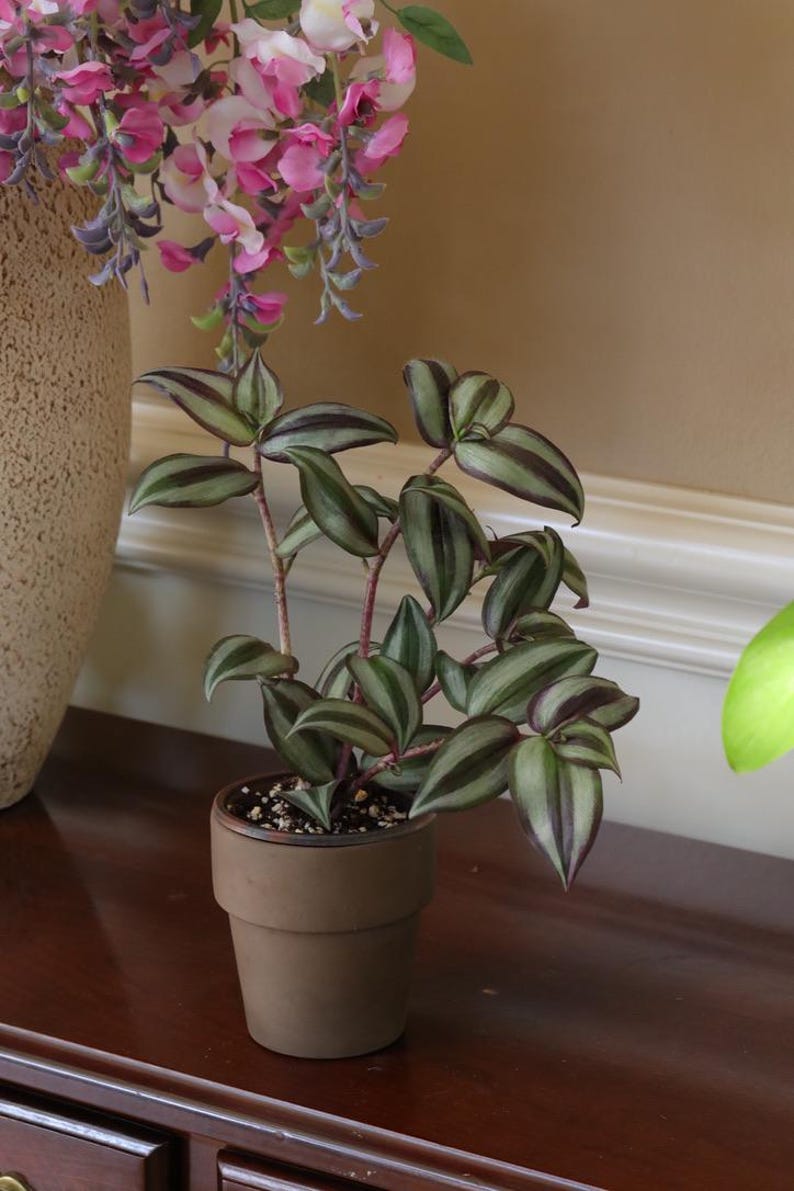 Silver Wandering Jew Plant 3" Pot - Rare Tradescantia - Indoor Air Purifying Plant - Low Light Hardy Houseplant