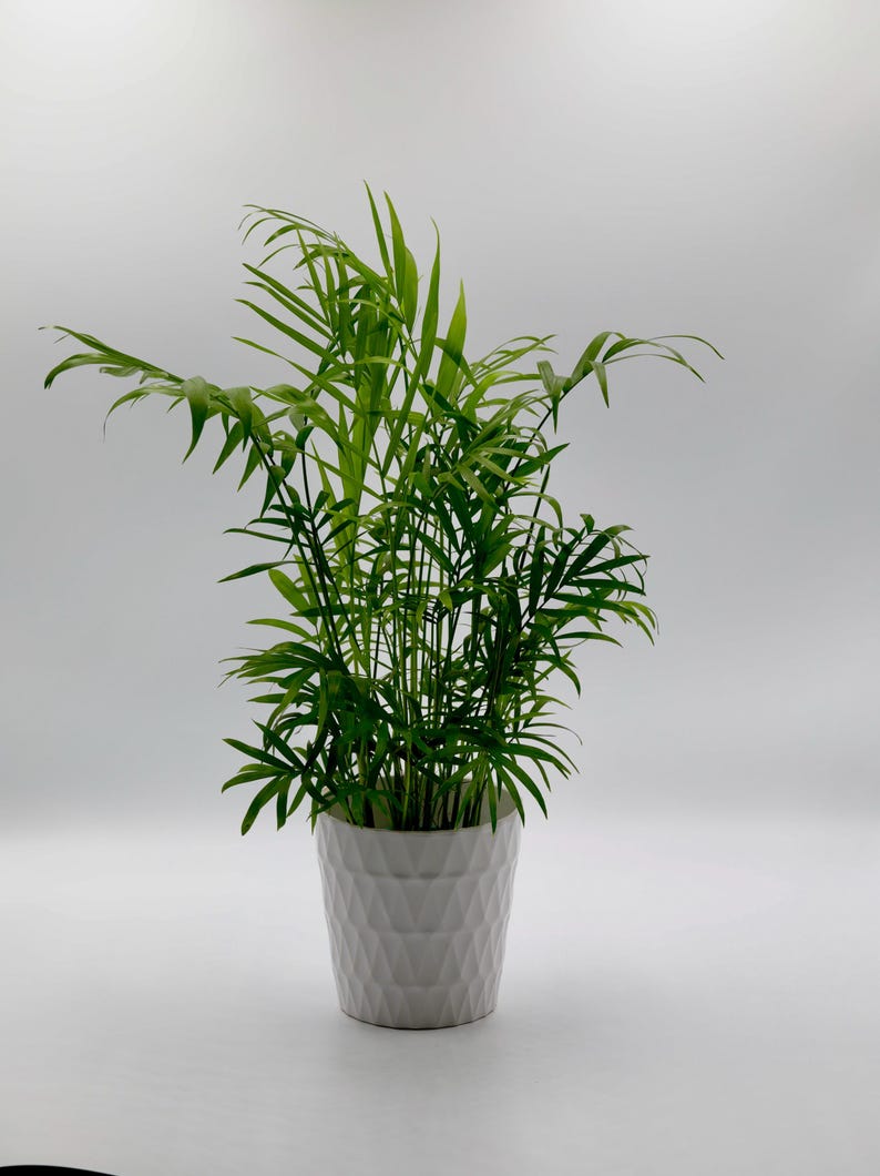 Parlor Palm Tree in 3" Pot - Neanthe Bella Indoor Plant - Chamaedorea Elegans - Low Light Office Houseplant