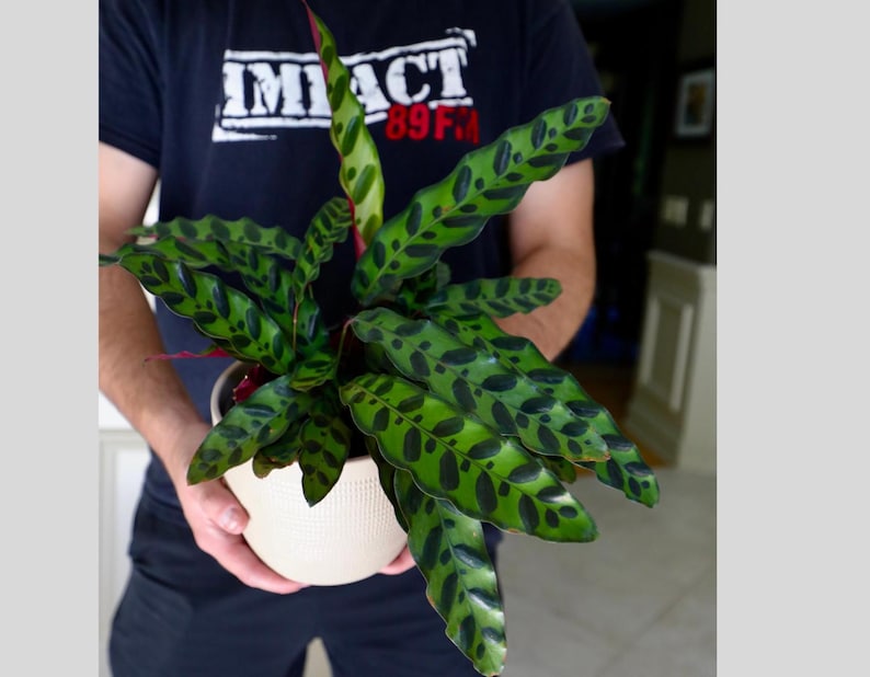 Calathea Lancifolia Plant in 6" Pot - Rattlesnake Plant - Rare Tropical Houseplant - Air Purifier - Calathea Lancifolia