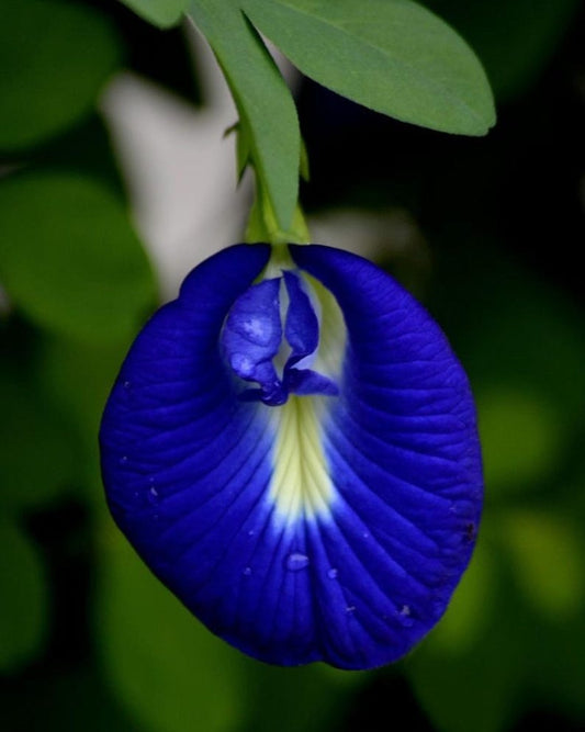 Blue Butterfly Pea Seeds 30+ Organic Clitoria Ternatea Color Changing Herbal Tea Flower Seeds
