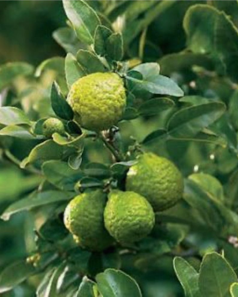 Dwarf Kaffir Lime Tree 3 Gallon Air Layered Citrus Hystrix