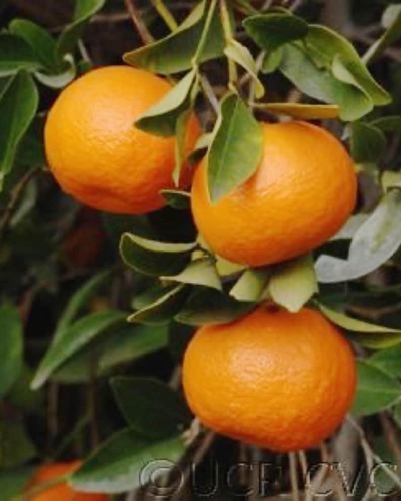 Mandarin Orange Tree 3ft Grafted Citrus Reticulata - Pages Variety, Fruit Bearing Indoor/Outdoor Plant