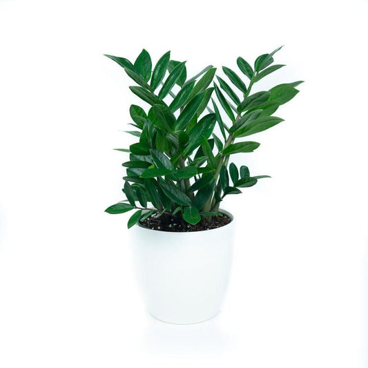 ZZ Plant in 6in Deco Planter, Zamioculcas zamiifolia, Easy Care Indoor Houseplant, Air Purifying Green Plant