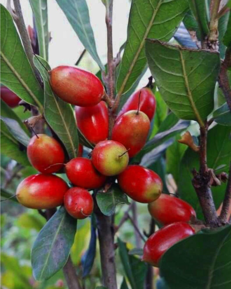 Miracle Fruit Berry Tree 2ft in 3gal Pot, Synsepalum Dulcificum - Non-Shipping to CA