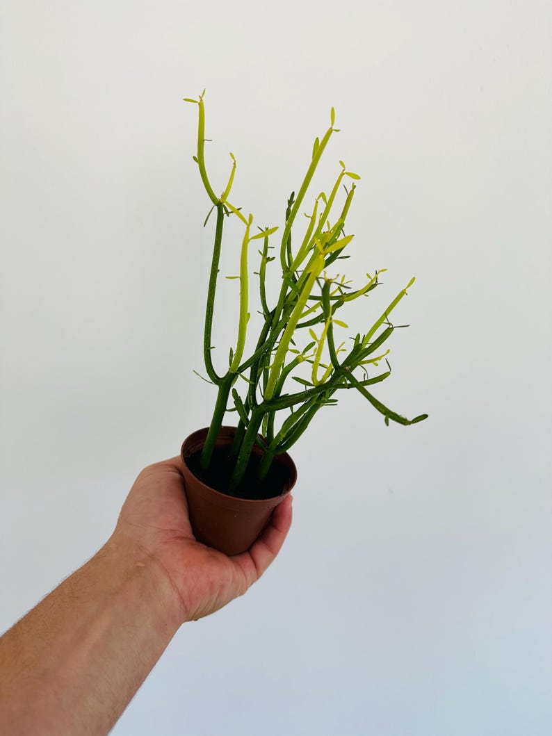 Variegated Milkbush Cactus 3” Pot - Euphorbia Tirucalli - Red Bohemian Houseplant - Easy Care Indoor Plant