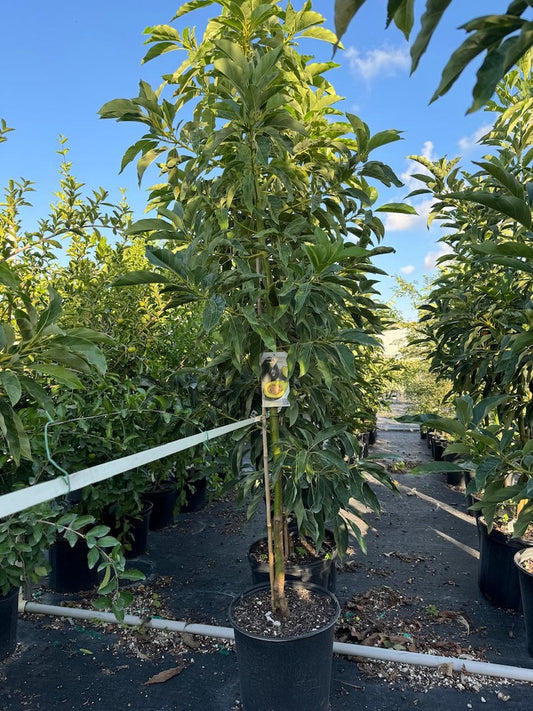 Brogdon Avocado Fruit Tree - Cold Hardy Persea Americana - Enjoy Homegrown Avocados - Ideal for Patios and Gardens