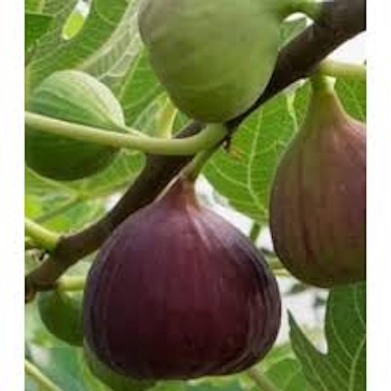 Cold Hardy Fig Tree Start Plant - Olympian Variety - Organic Sweet Fig - Ficus carica - Bare Root for Home Garden