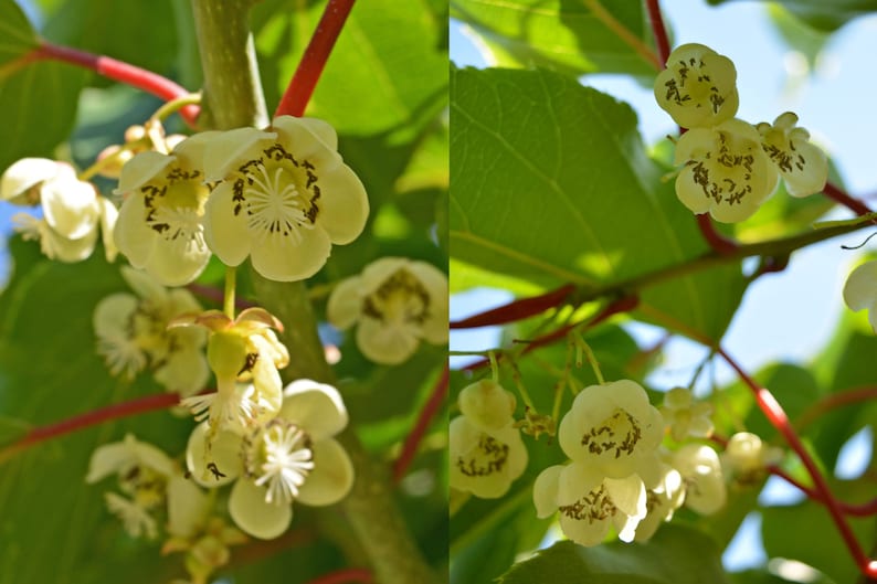Clark Male Kiwi Pollinator Live Rooted Starter Plant - Hardy Kiwi (Actinidia) for Zones 4-8, Fragrant Flowers, Disease Resistant