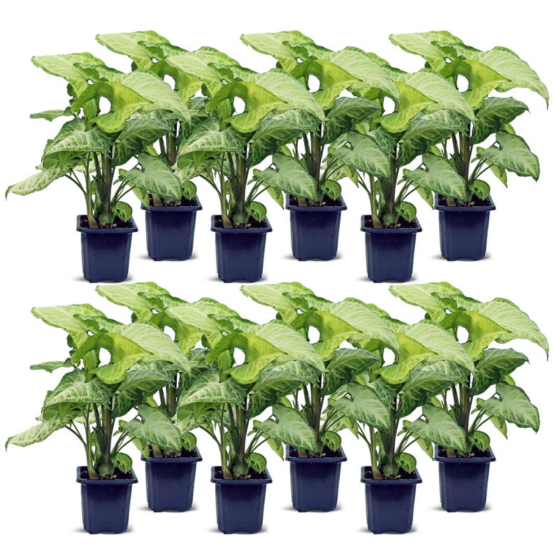 12 Pack Live 3” Syngonium White Butterfly Plants - Indoor Arrowhead Houseplant, Syngonium Podophyllum, Gardening Gift for Her
