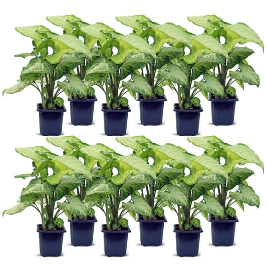 12 Pack Live 3” Syngonium White Butterfly Plants - Indoor Arrowhead Houseplant, Syngonium Podophyllum, Gardening Gift for Her