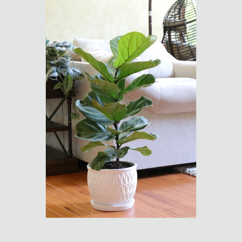 Fiddle Leaf Fig Tree 8" Pot Ficus Lyrata Air Purifier Indoor Plant Low Light Housewarming Gift