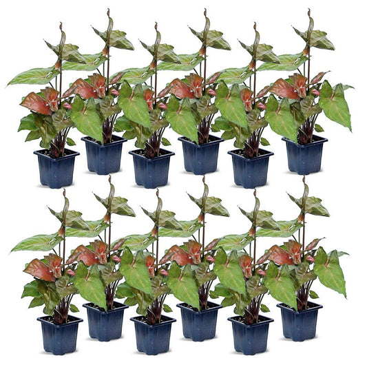 12 Pack Live 3” Pot Syngonium Maria Allusion | Indoor Arrowhead Plant | Air Purifying Houseplant | Syngonium Podophyllum