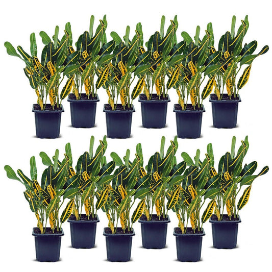 12 Pack Live 3” Banana Croton Plants, Codiaeum Variegatum Joseph's Coat, Tropical Indoor Air Purifying Plants Bundle
