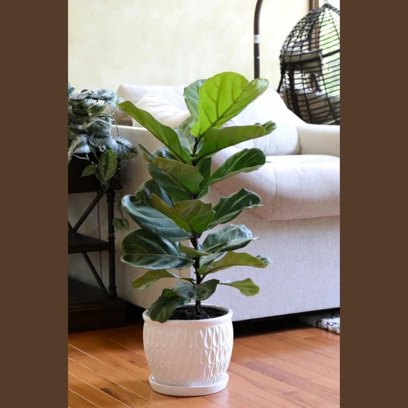 Fiddle Leaf Fig Tree | 10 Inch Pot | Ficus Lyrata | Large Indoor Houseplant for Low Light