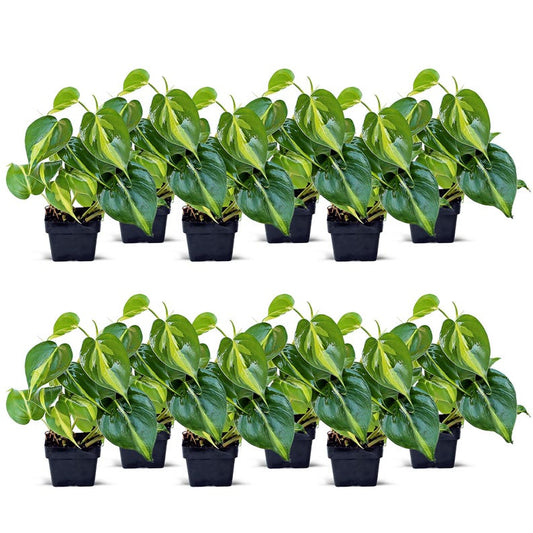 12 Pack Live 3" Pot Brazilian Philodendron Plant, Philodendron Scandens Brazil, Trailing Indoor Houseplant, Office Gift