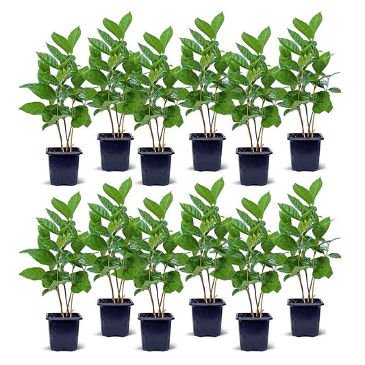 12 PACK Coffee Plant 3” Pot Coffea Arabica Indoor Houseplant - Rooted Plants for Gifts, Home Decor, and Air Quality