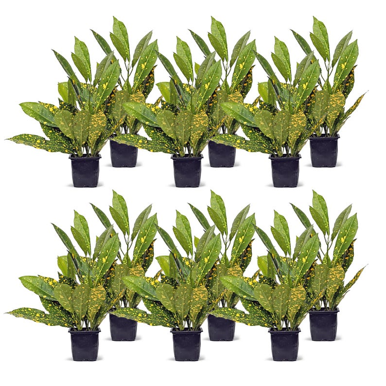 12 Pack Live 3" Gold Dust Croton Houseplant, Codiaeum Variegatum “Gold Dust”, Office Gift, Gardening Housewarming Bundle