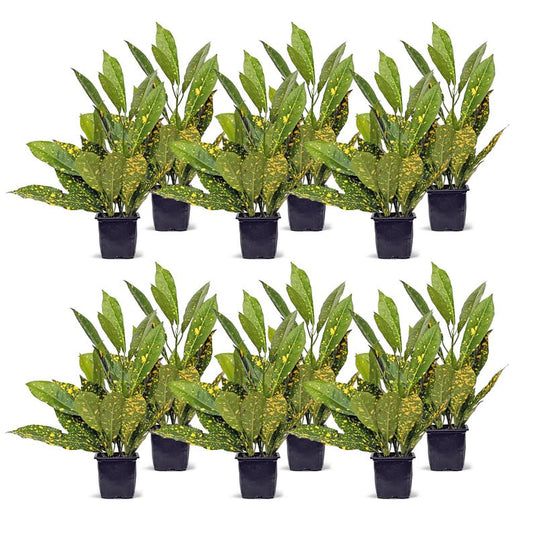 12 Pack Live 3" Gold Dust Croton Houseplant, Codiaeum Variegatum “Gold Dust”, Office Gift, Gardening Housewarming Bundle