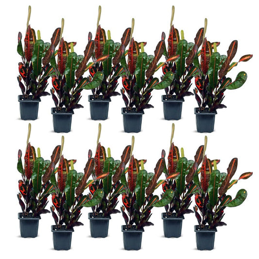 12 Pack Live 3” Pot Croton Mammy Variegated Houseplant, Codiaeum Variegatum, Sympathy Gift, Office Plant Bundle