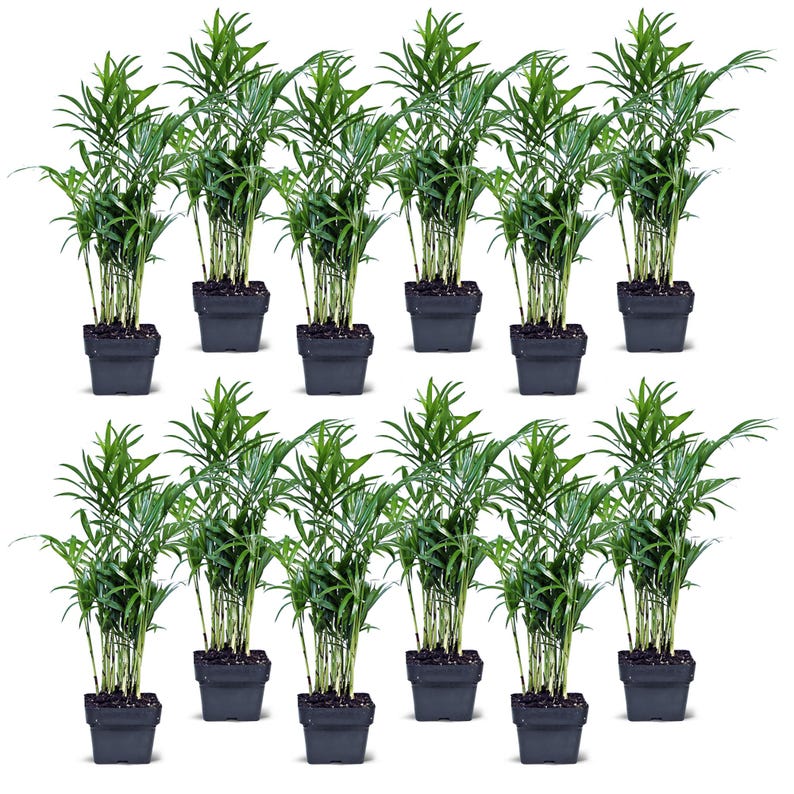 12 Pack Live 3" Parlor Palm Plants, Chamaedorea Elegans, Indoor Palm Tree, Fully Rooted, Perfect Gifts for Any Occasion