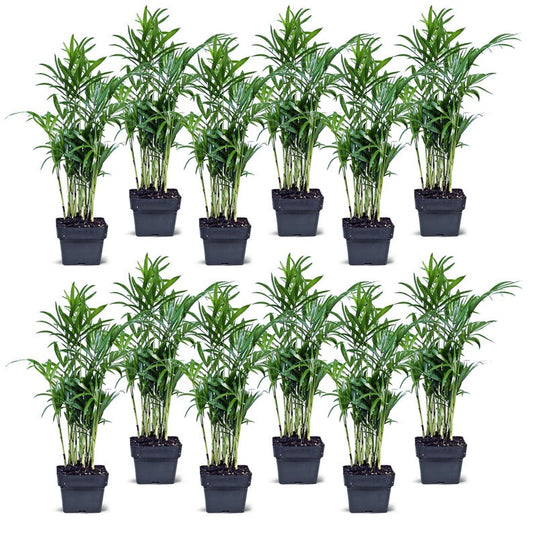 12 Pack Live 3" Parlor Palm Plants, Chamaedorea Elegans, Indoor Palm Tree, Fully Rooted, Perfect Gifts for Any Occasion