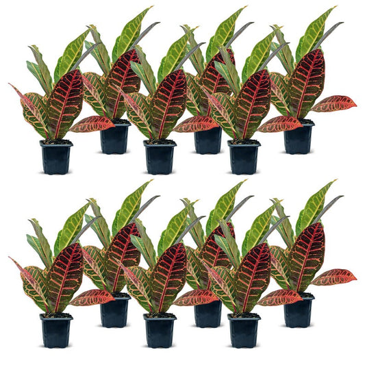 12 Pack Live 3” Petra Croton Plants, Variegated Tropical Houseplant, Codiaeum Variegatum “Petra”, Office Gift, Air Purifier