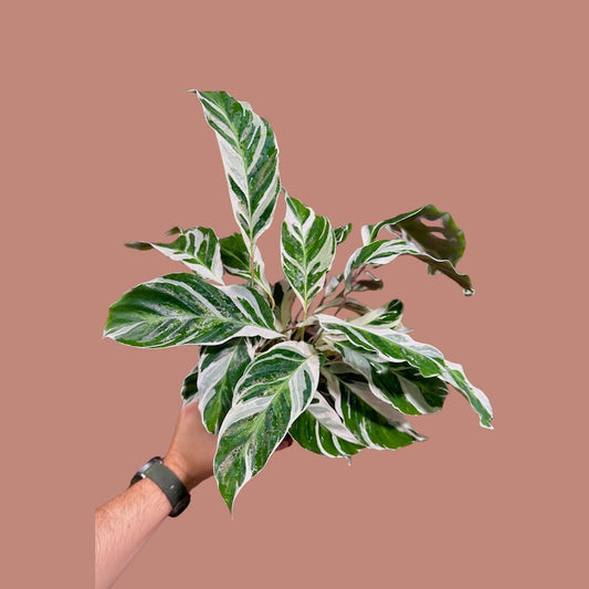 Calathea White Fusion in 4” Pot | Variegated Indoor Plant | Air Purifying | Low Light Houseplant | Tropical Decor