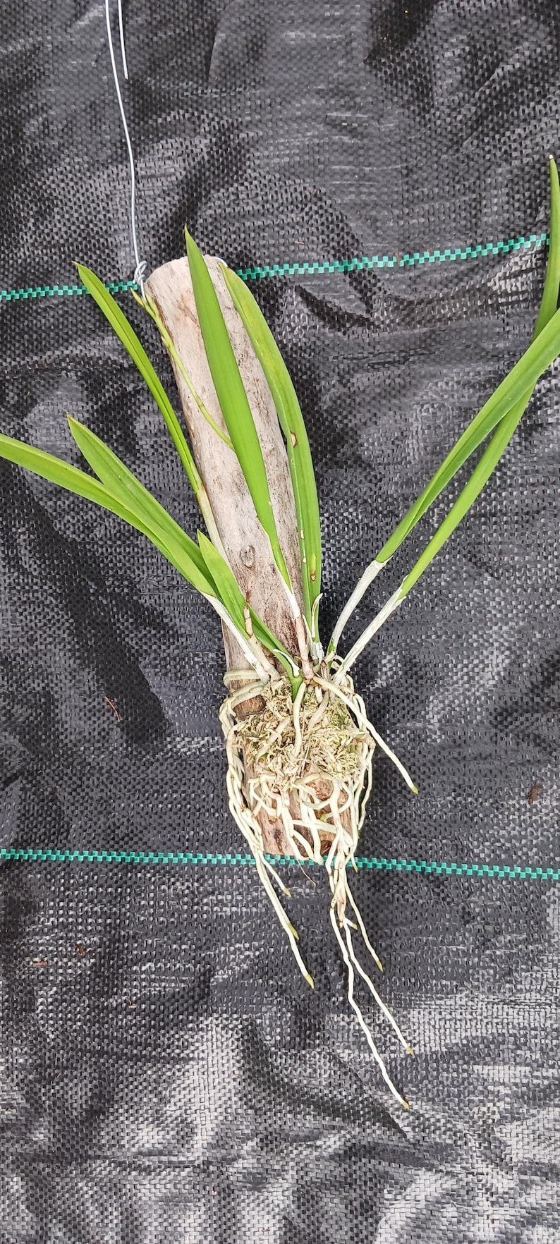 Cattleya Orchid Plant Mounted on Driftwood - Brassavola Little Stars - Blooming Size Orchid - Aged Citrus Wood Display