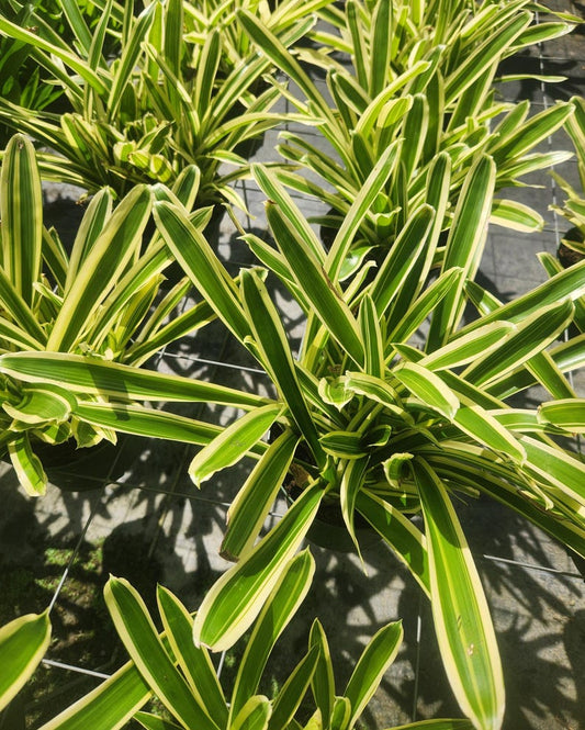 Variegated Aechmea gamosepala Live Plant - Matchstick Bromeliad - Tropical Houseplant - Ideal for Indoor Gardening