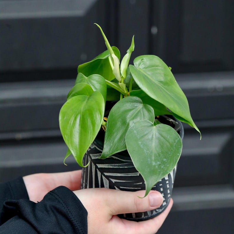 Philodendron Heartleaf Live Plant 2" Pot - Philodendron hederaceum 'Brasil' - Air Purifying Trailing Indoor Houseplant