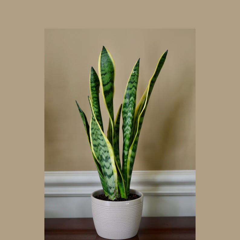 Live Snake Plant 6" in Nursery Pot - Sansevieria Laurentii - Mother-in-Law's Tongue - Air Purifier Indoor Plant - Low Light Plant