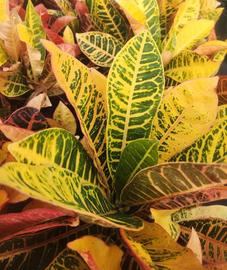 Codiaeum variegatum Croton Petra - 3 Gallon Live Plant - Outdoor Grown with Minor Blemishes - Colorful Foliage