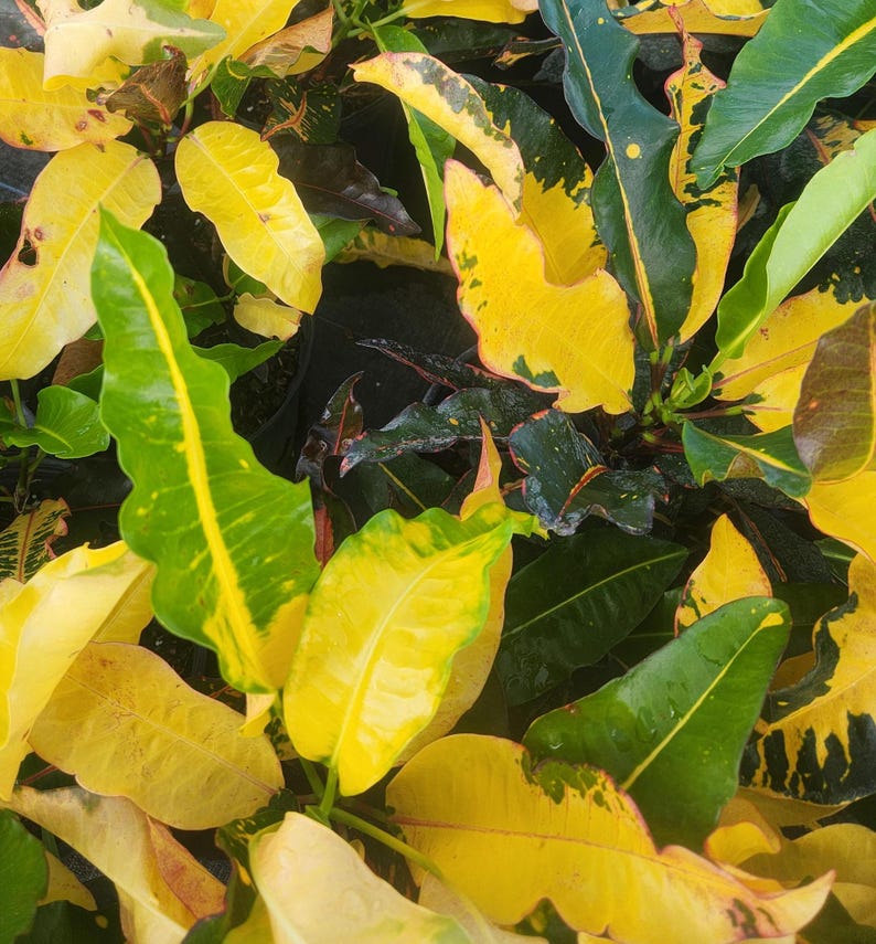 Codiaeum variegatum Croton Mango 3 Gallon Live Plant - Outdoor Grown with Minor Blemishes, Healthy & Pest-Inspected