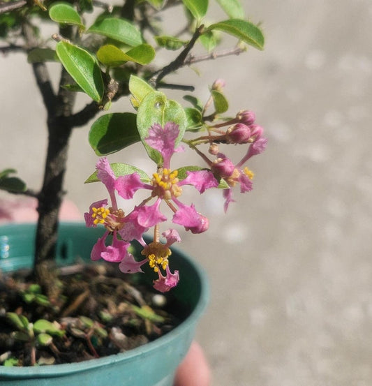 Barbados Cherry Bonsai Start - Malpighia glabra - Live Pre Bonsai Plant - Outdoor Grown with Minor Blemishes