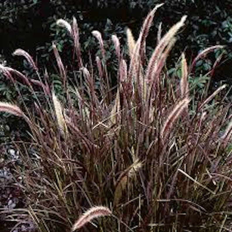 Red Fountain Grass Bare Root Plant - 5 Perennials, Ornamental Grass Pennisetum setaceum 'Rubrum', Fast Growing, Fall Color
